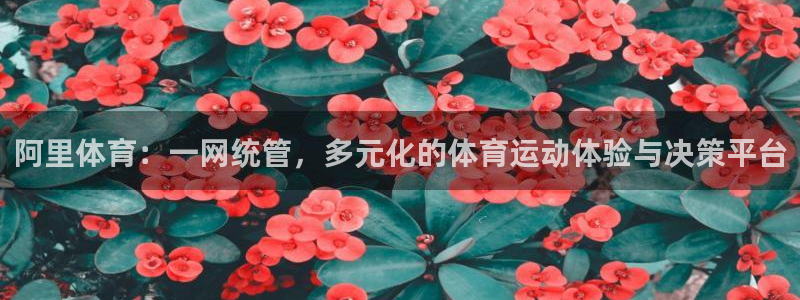 安信16官网：阿里体育：一网统管，多元化的体育运动体验与决策平台